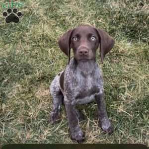 Betty, German Shorthaired Pointer Puppy